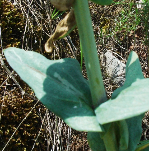 Turritis (=Arabis) glabra / Arabetta glabrescente